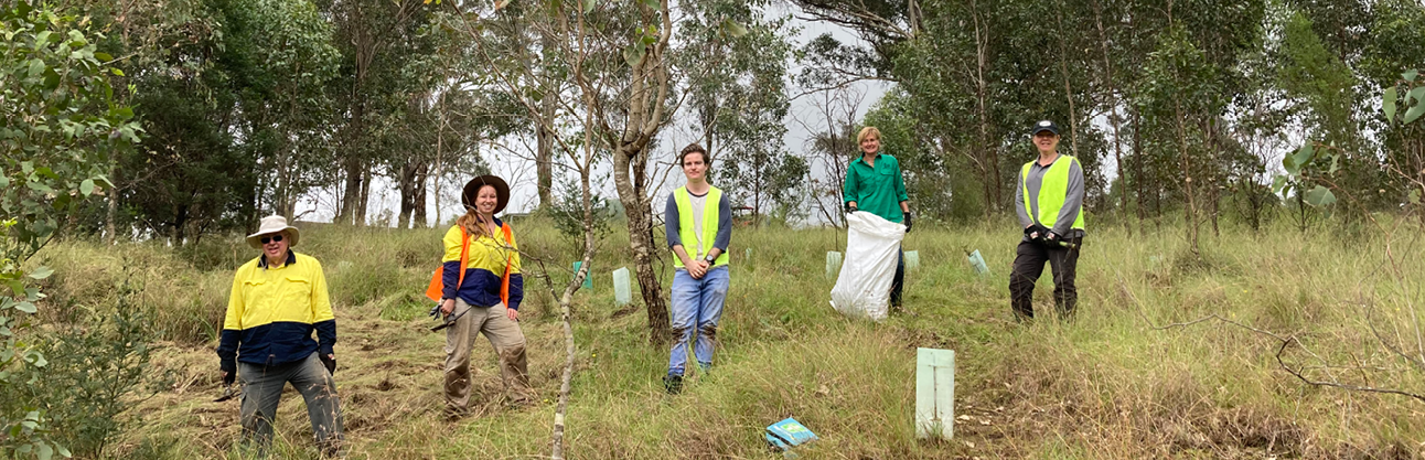 Volunteers with plastic bags weeding the reserve.